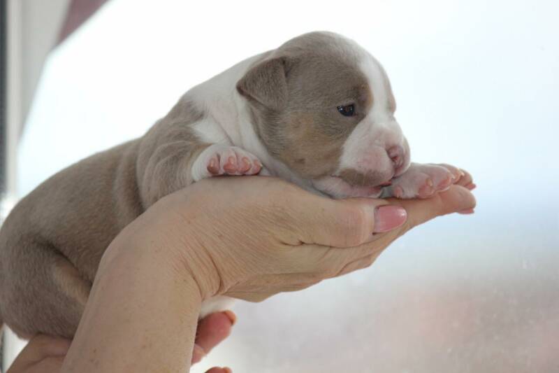 american bully slovenija