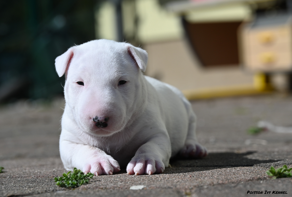 How to Get a Bull Terrier or American Pocket Bully Puppy | Poisson Ivy
