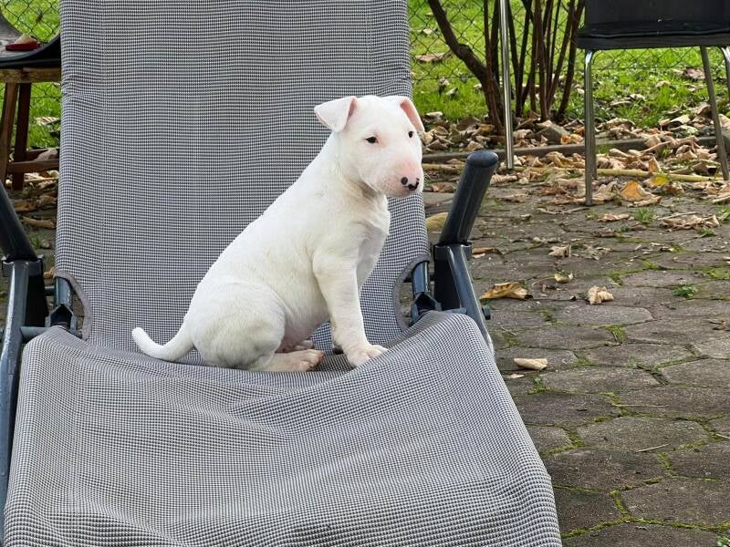 bull terrier mladički