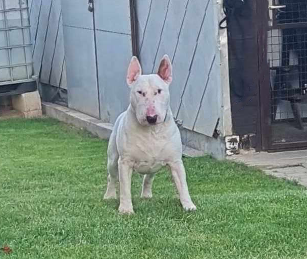 Poisson Ivy Eye Opener