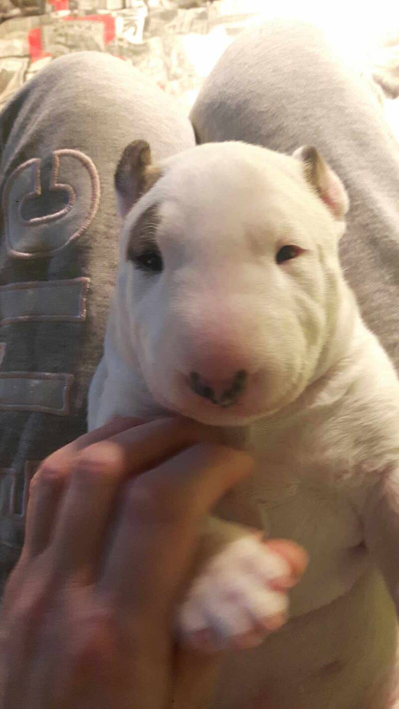 Offspring Poisson Ivy Eye Opener