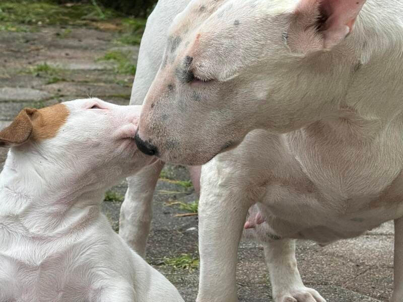 bull terrier slovenija