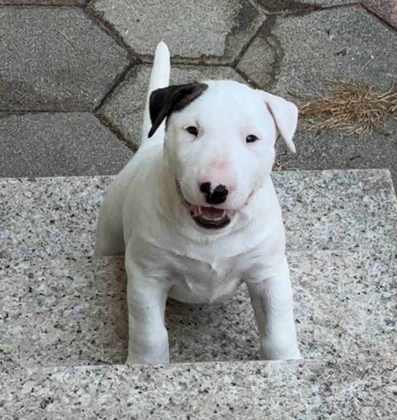 bull terrier slovenija