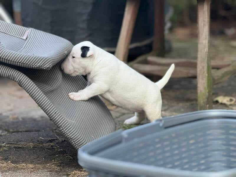 bull terrier Slovenija