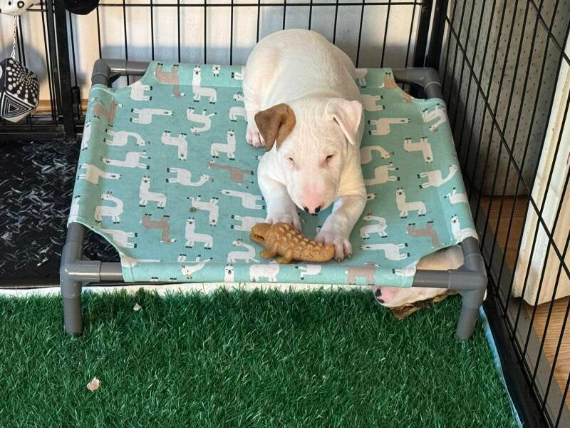 bull terrier slovenija