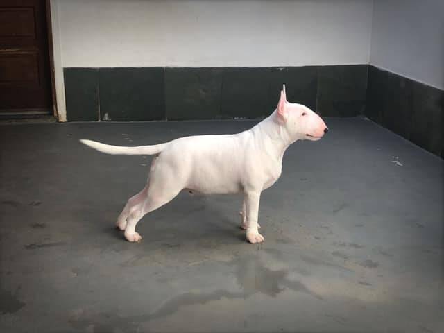 Ice Court The Attorney