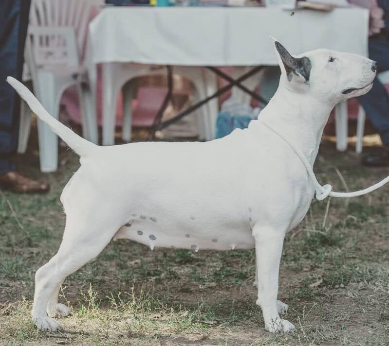 Ice court l&#039;extase