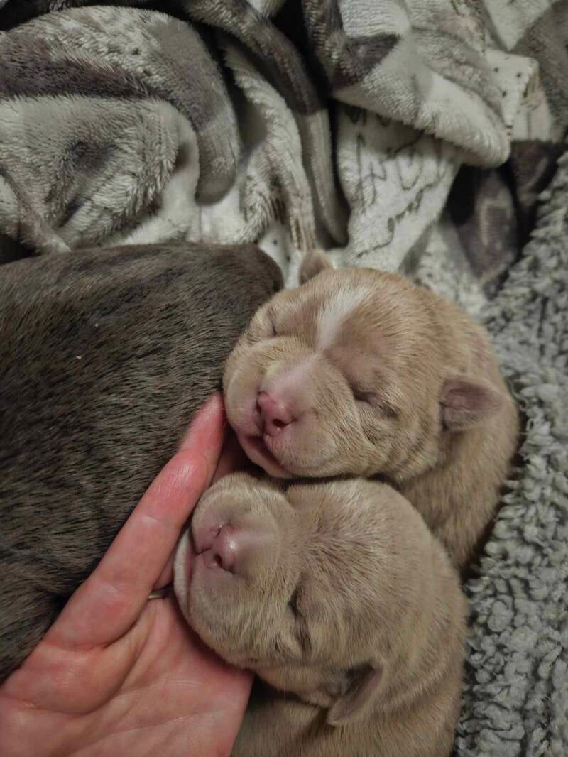 AMERICAN BULLY PUPPY