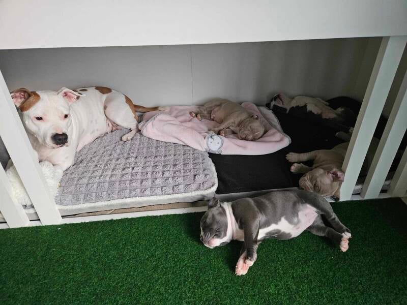 american bully slovenija