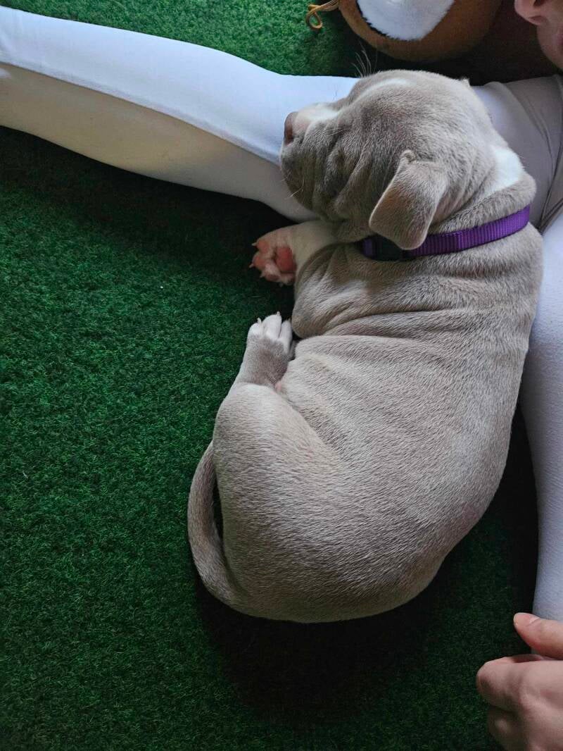 american bully slovenija