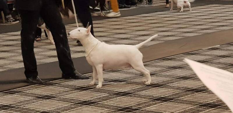 Ice court l&#039;extase