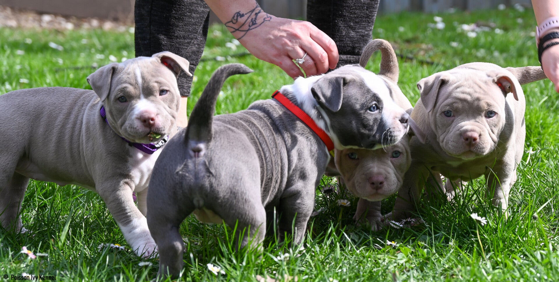 Top american bully fci Factory Sale Black Friday