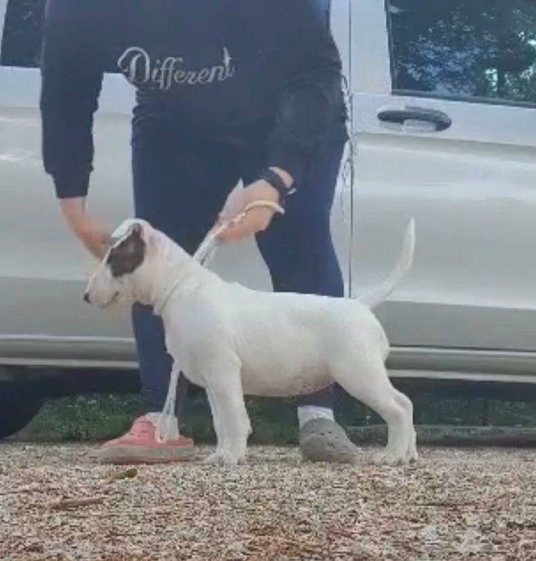 Poisson Ivy Coconut Twist Donut