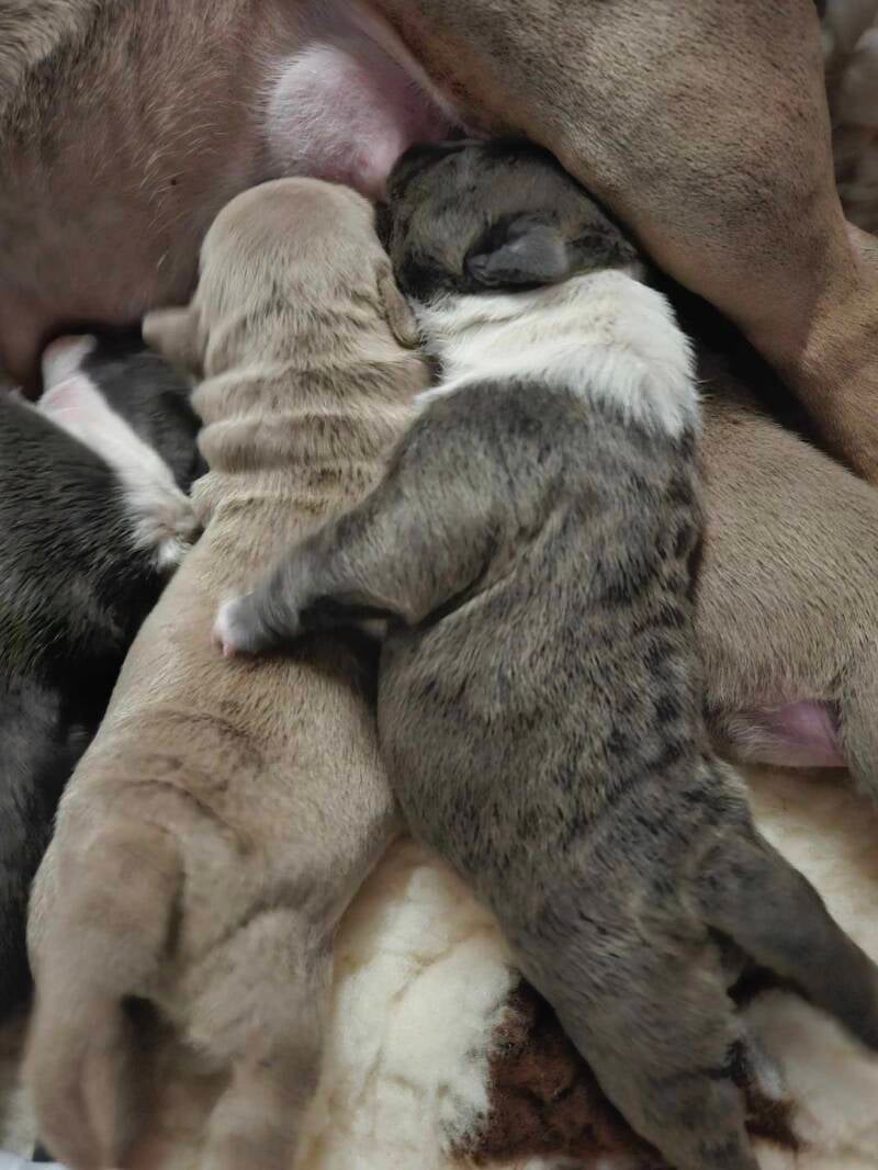 AMERICAN BULLY PUPPY