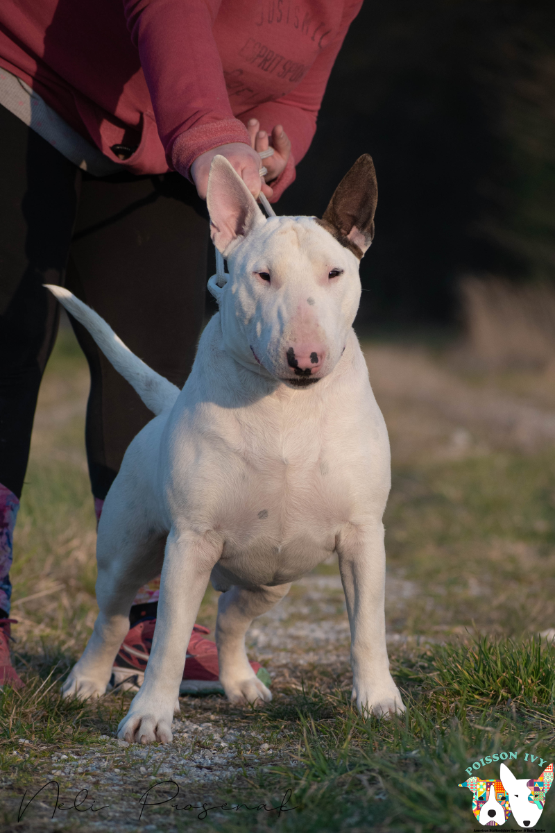 bull terrier hulk