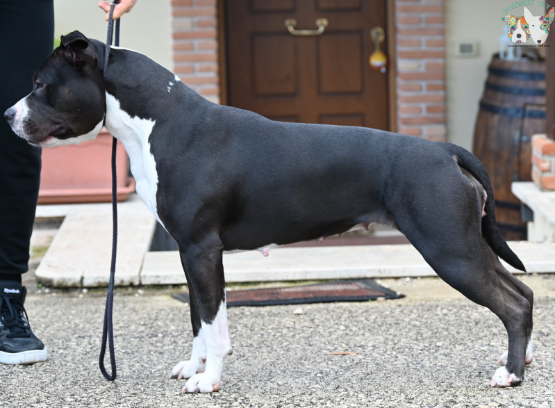 Piai Black Passion Power Of Prince