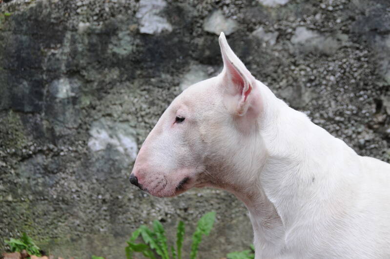 Ice Court The Attorney