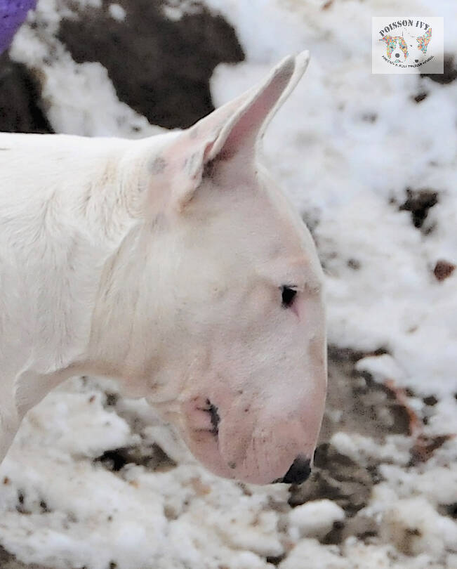 Poisson Ivy Chikki Peanut 
