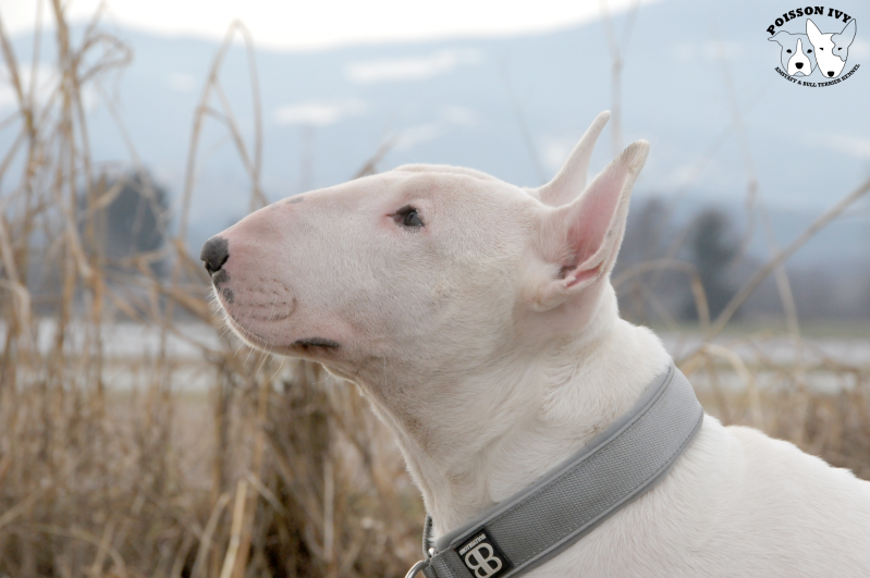 Ice Court The Attorney