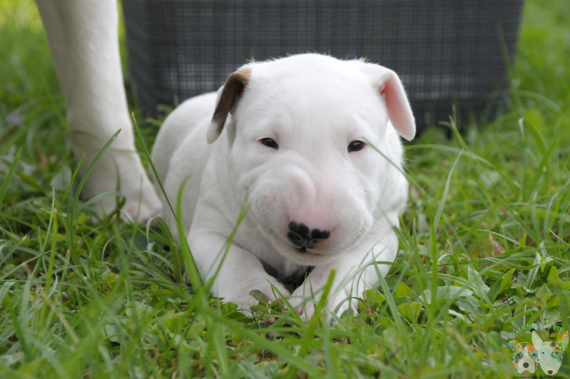 Poisson ivy el koko loko