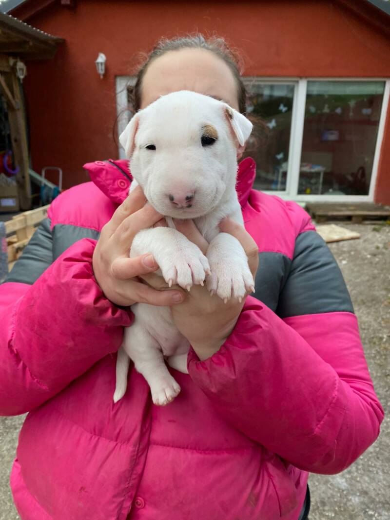 bull terrier mladički
