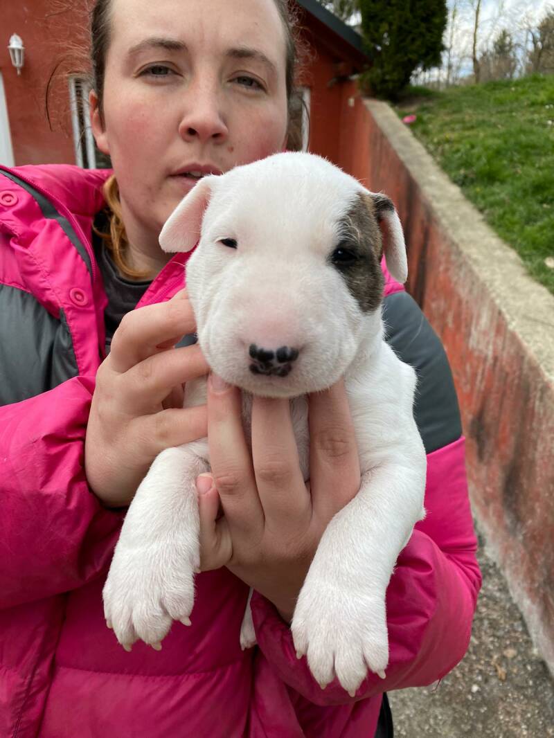 bull terrier mladički