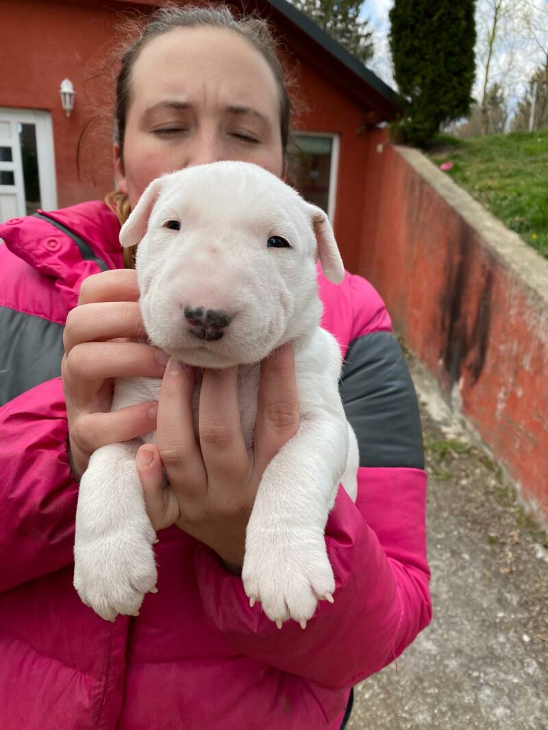 bull terrier mladički