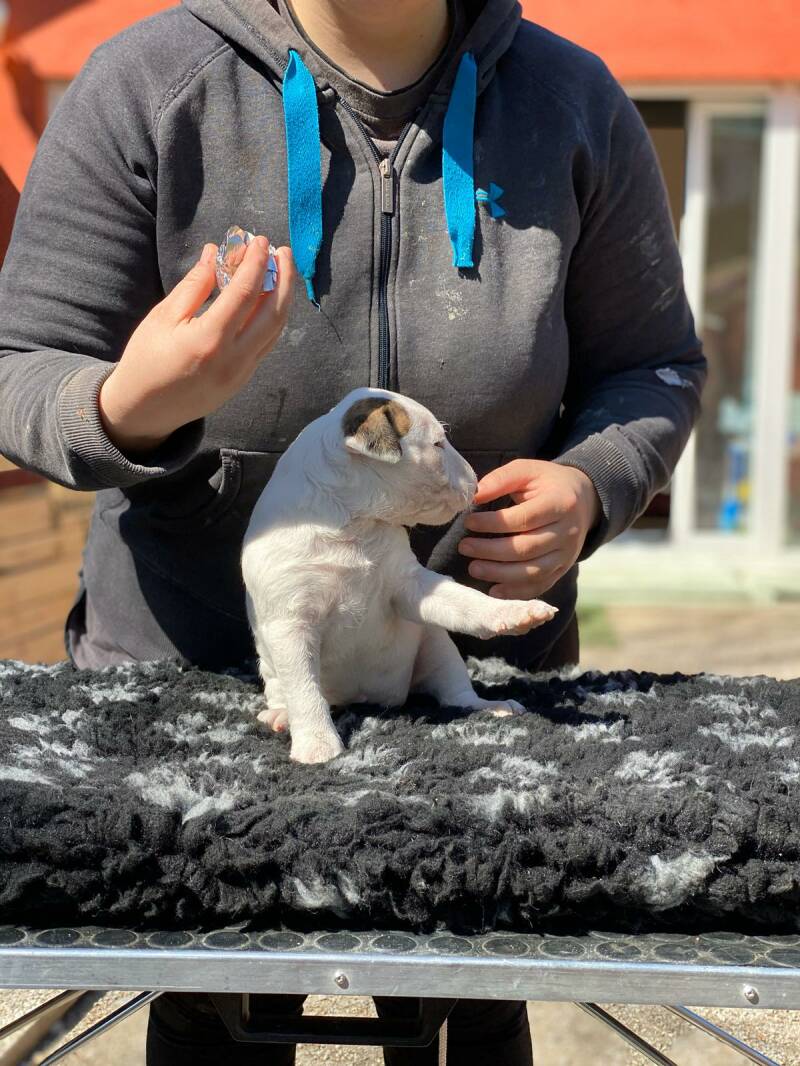 bull terrier mladički