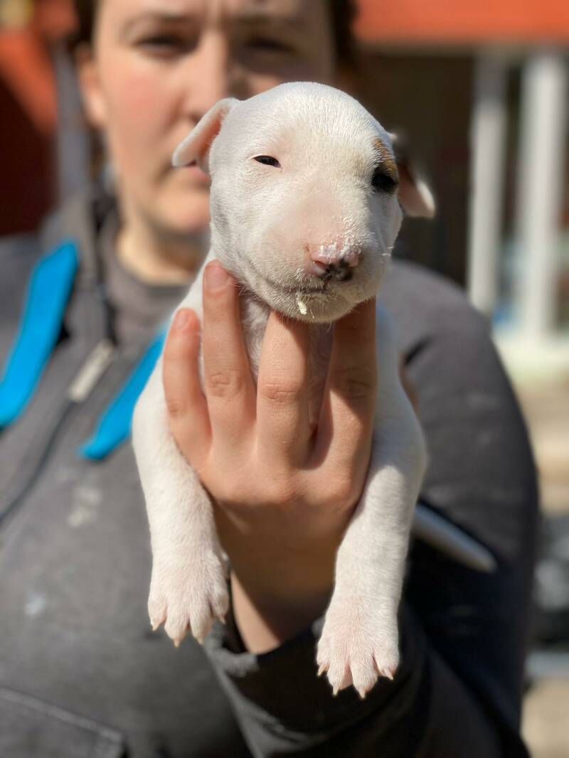 bull terrier mladički