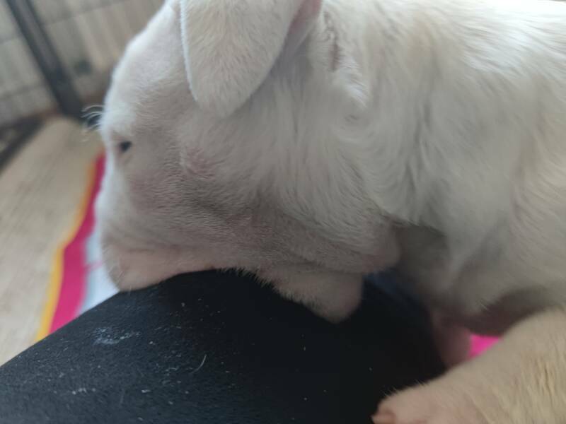 bull terrier mladički