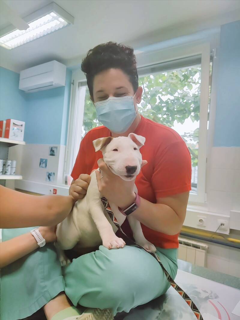 bull terrier mladički