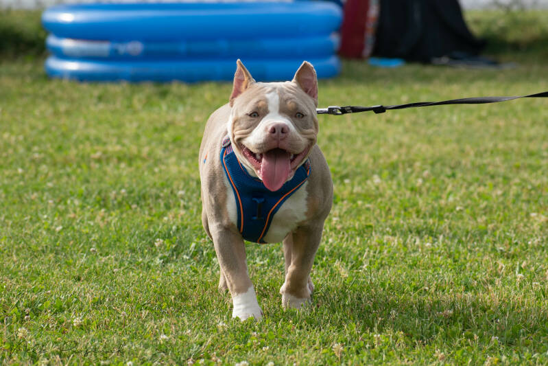 american bully