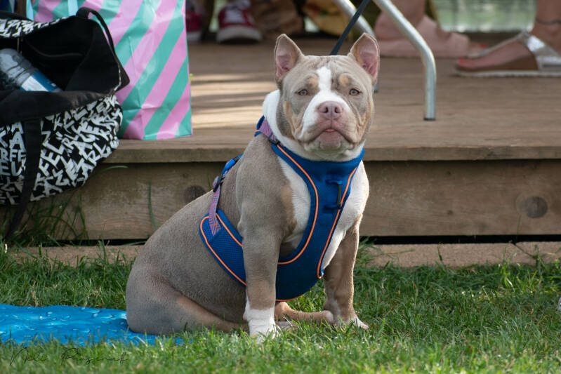 american bully