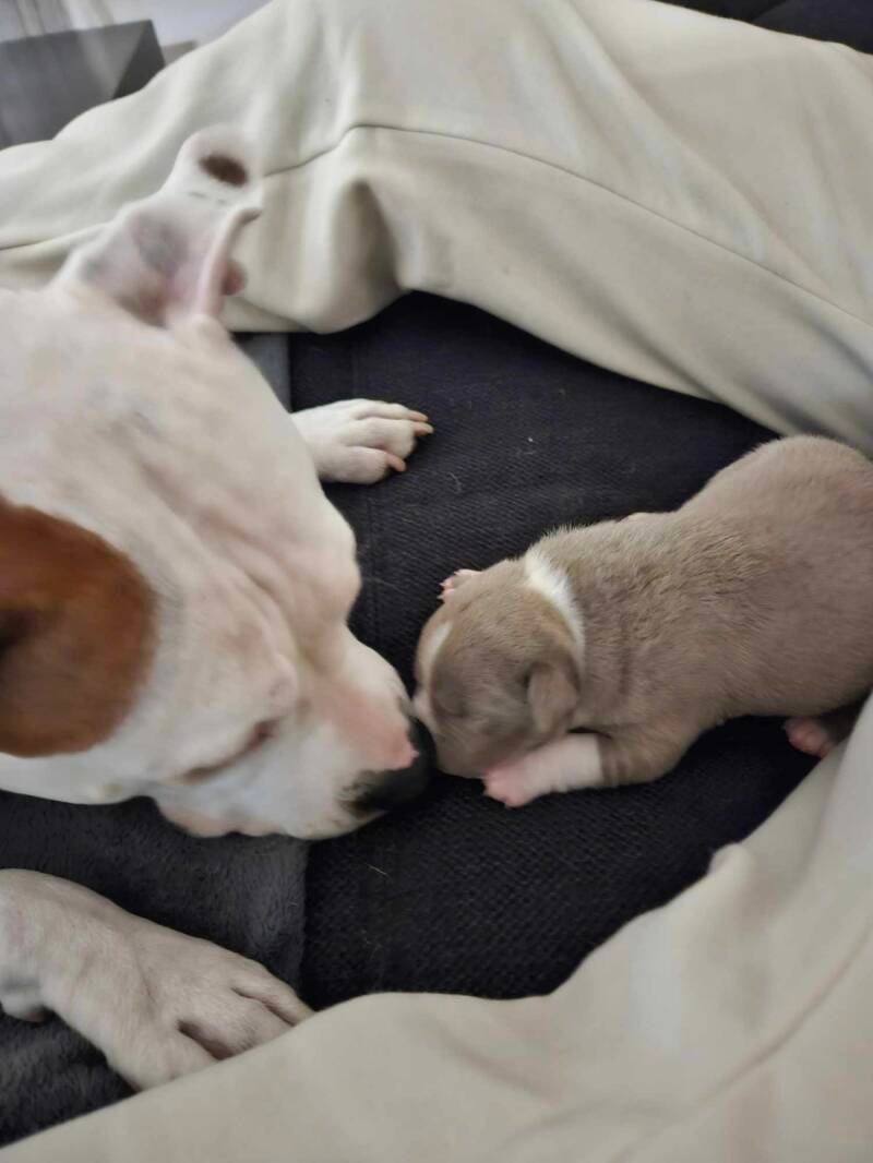 AMERICAN BULLY PUPPY