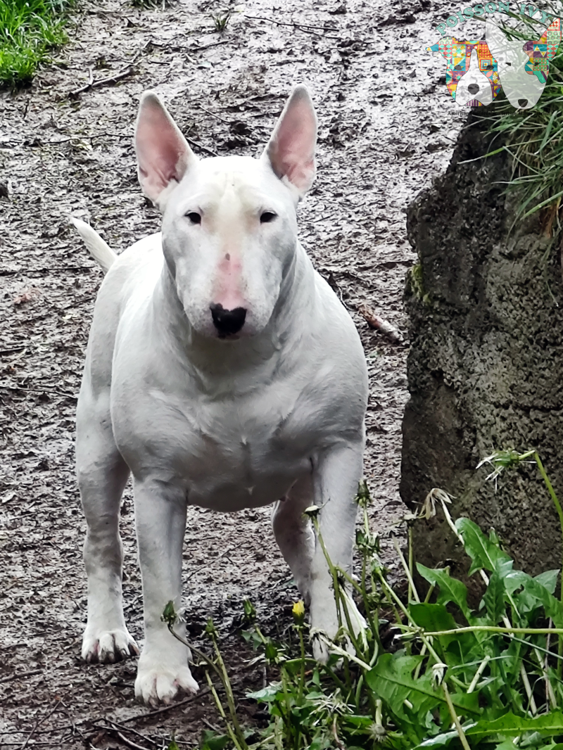 Poisson Ivy Chikki Peanut 