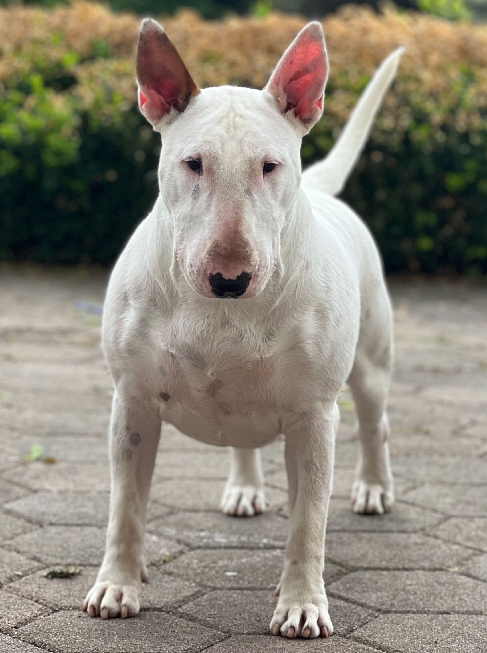 bull terrier slovenija