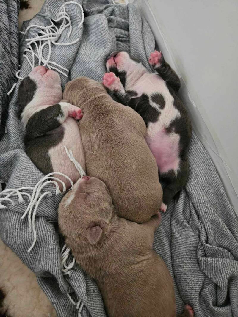 AMERICAN BULLY PUPPY