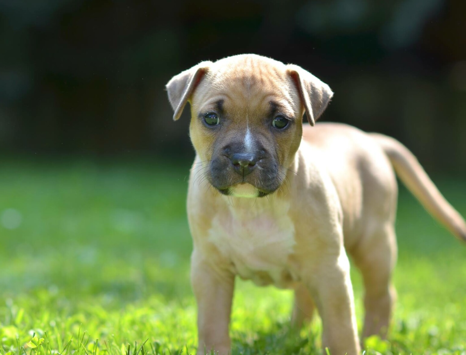 ameriški stford leglo