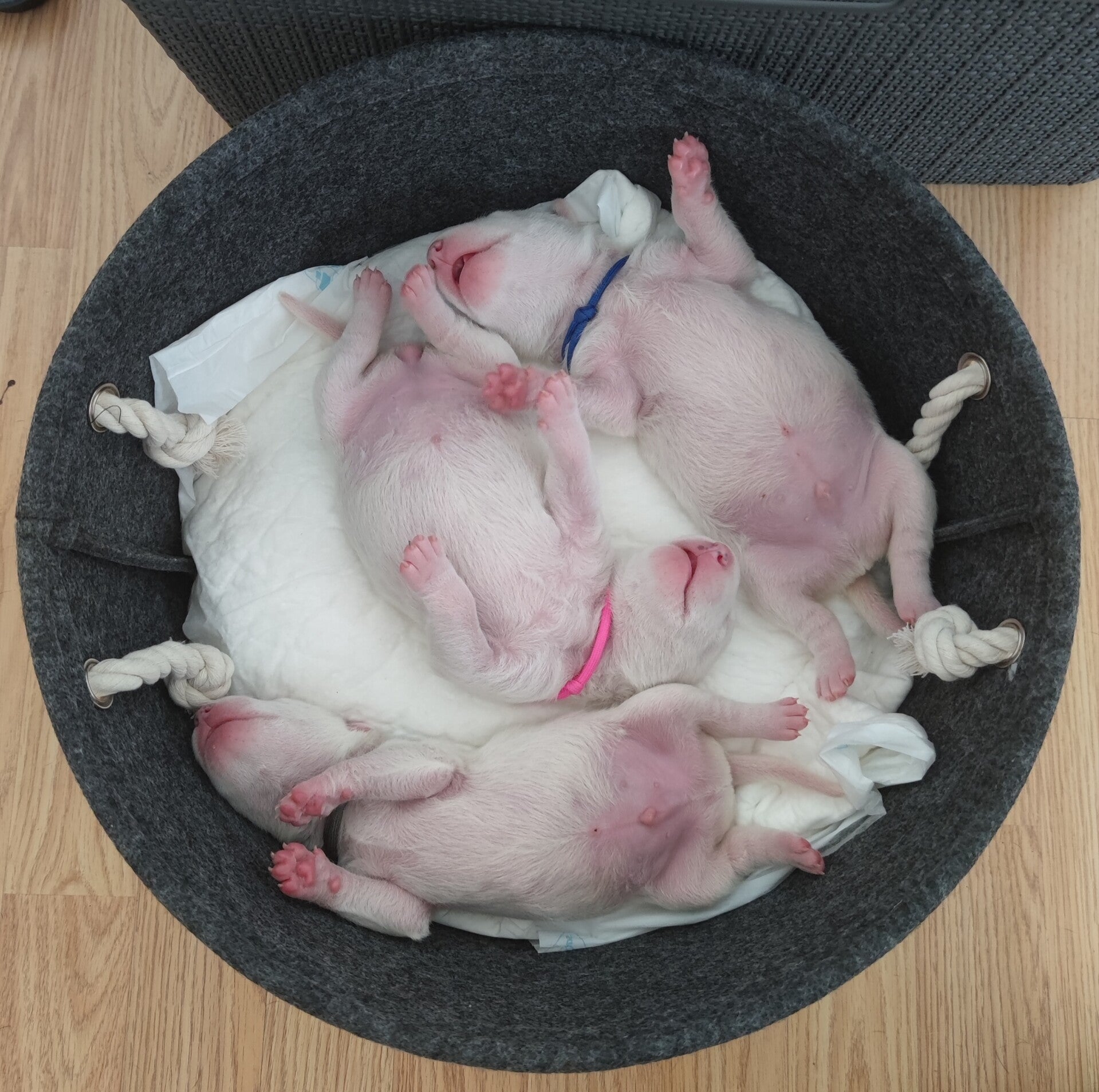 bull terrier mladički