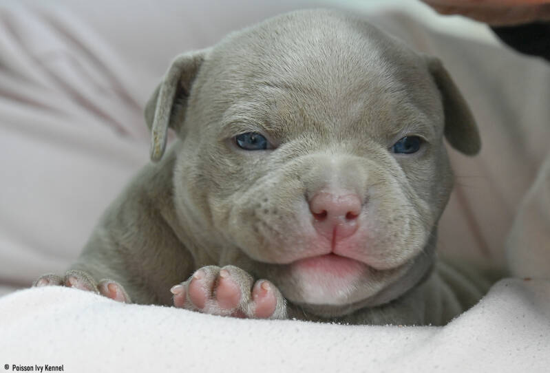 american bully slovenija