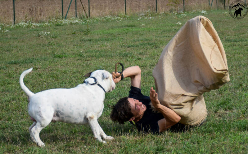 bull terrier slovenija