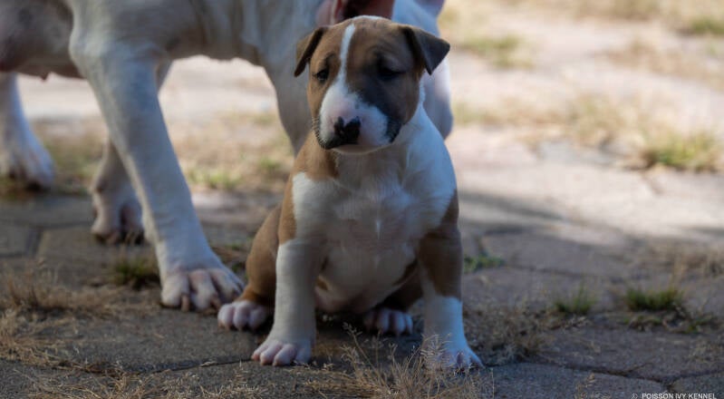 bull terrier puppy