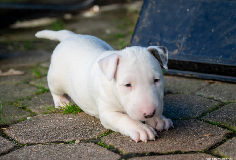 bull terrier puppy