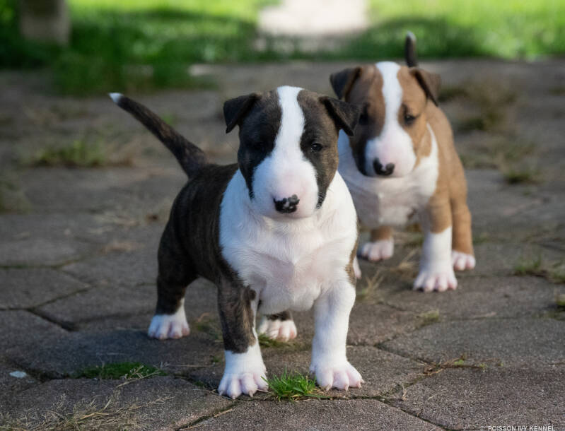 bull terrier puppy