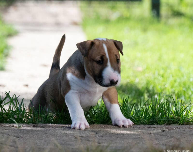 bull terrier puppy