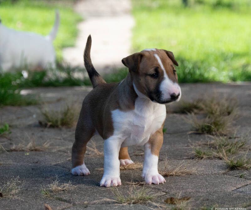 bull terrier puppy