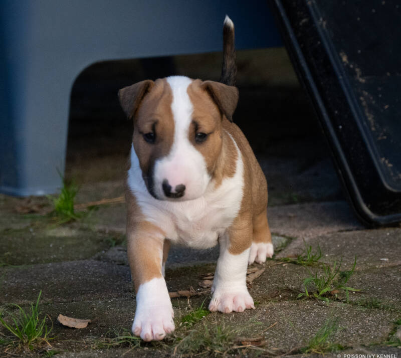 bull terrier puppy