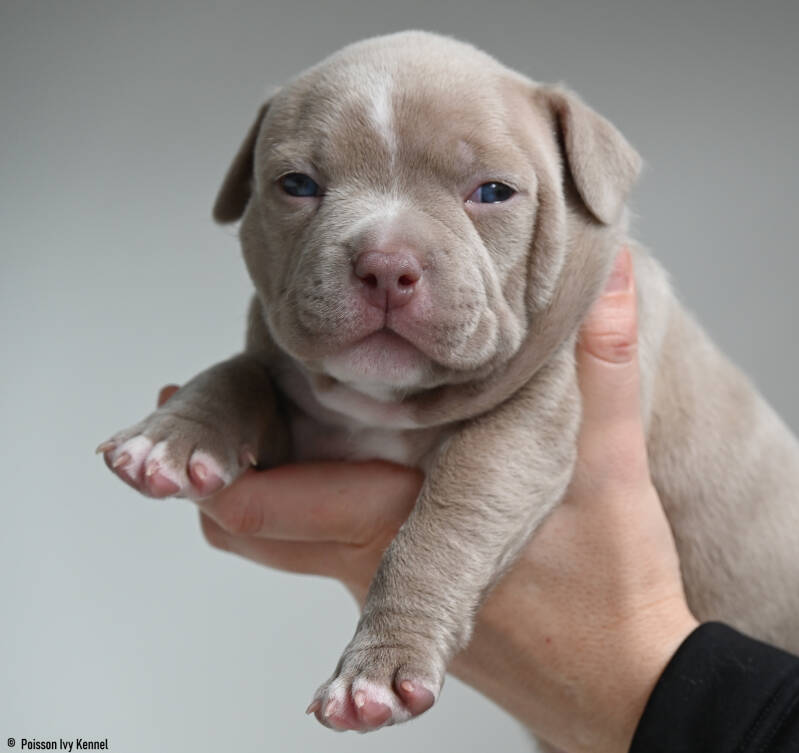 american pocket bully