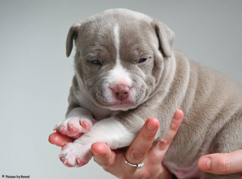 american pocket bully