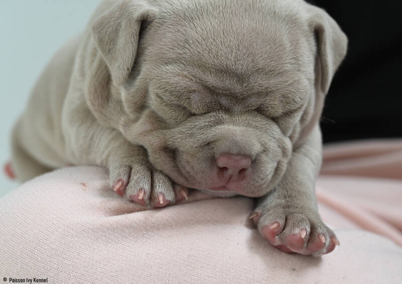 american pocket bully